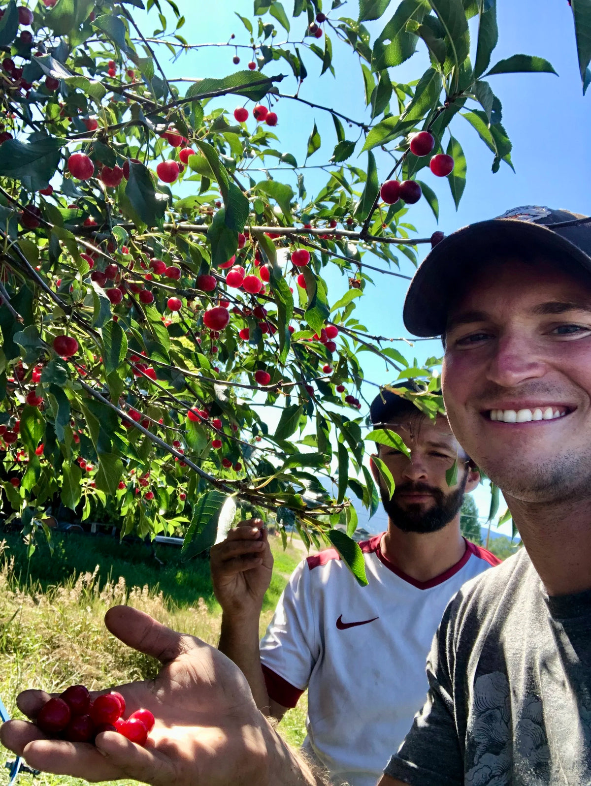 Two people holding freshly picked Montmorency tart cherries