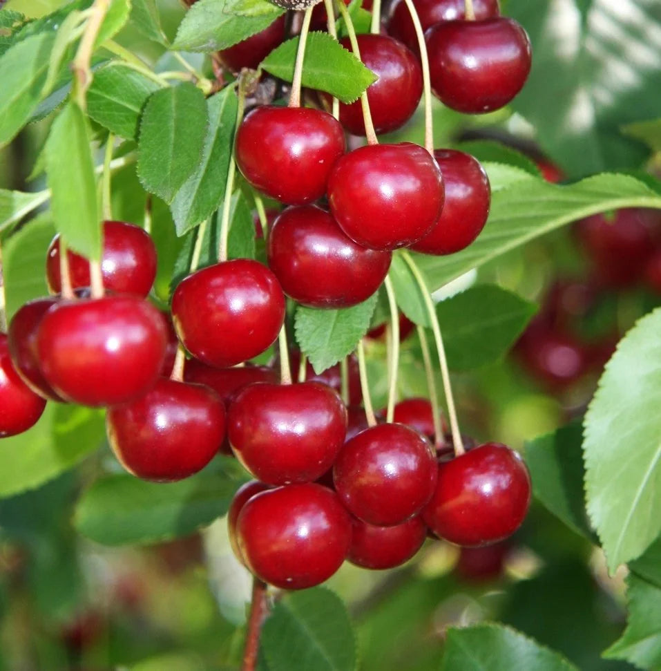 Montmorency tart cherries ripening on the branch