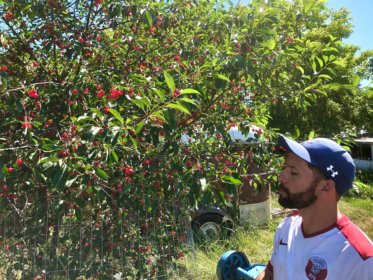 Picking Montmorency tart cherries in the orchard