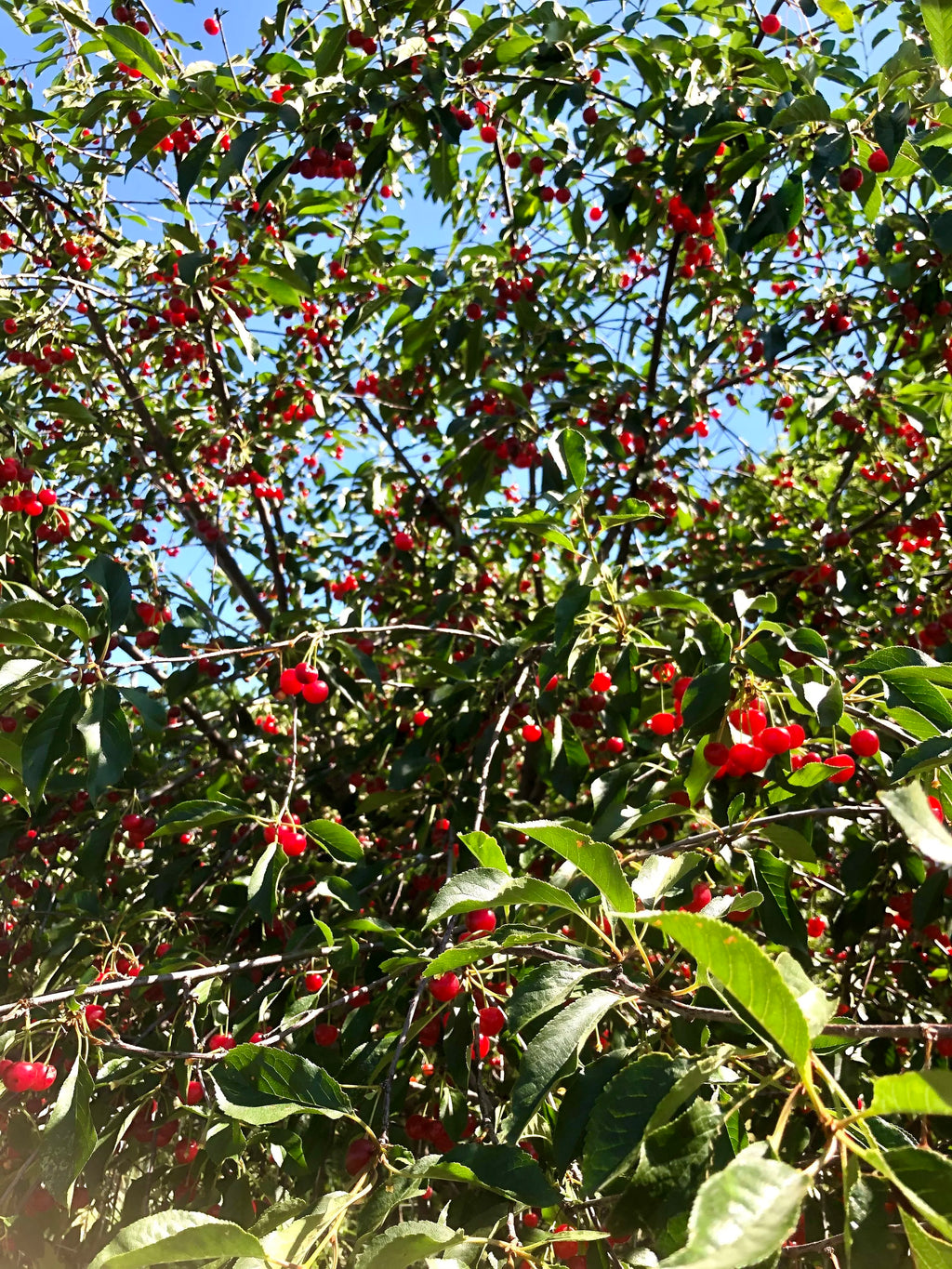 A Montmorency tart cherry tree loaded with ripe fruit