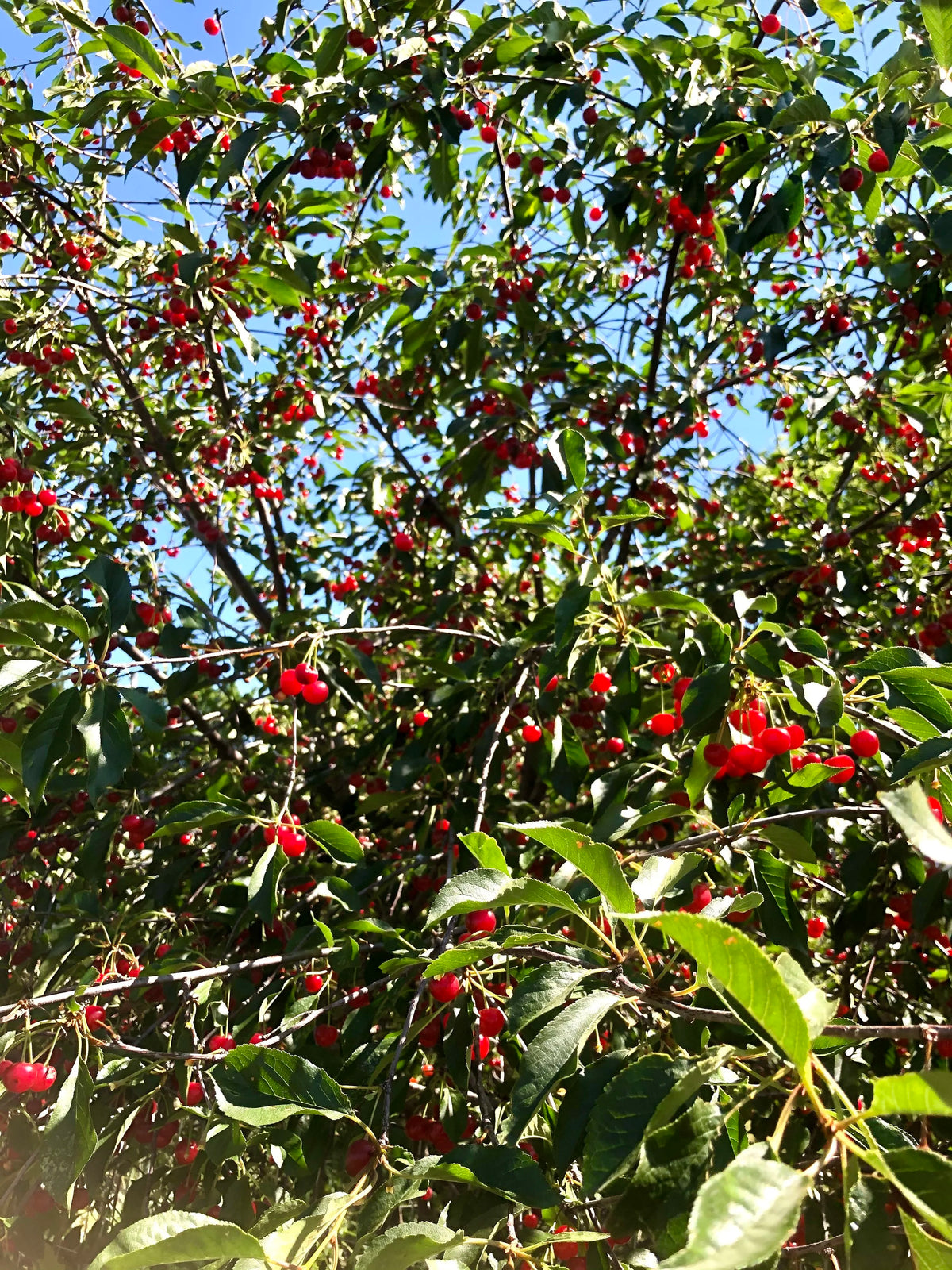 A Montmorency tart cherry tree loaded with ripe fruit