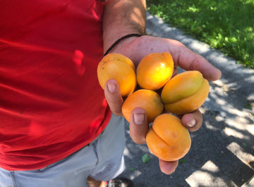 A handful of ripe Morden 604 apricots