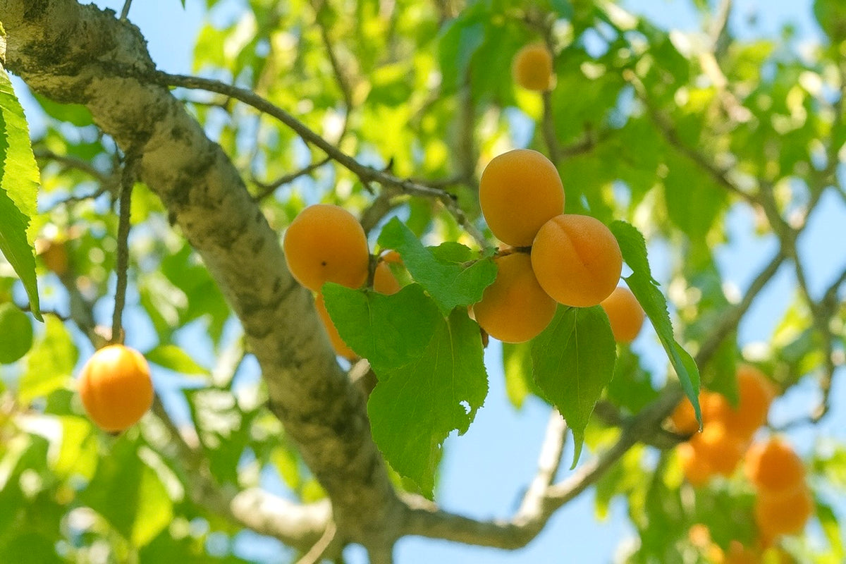 Morden 604 apricot seedling fruit clustered along the branch