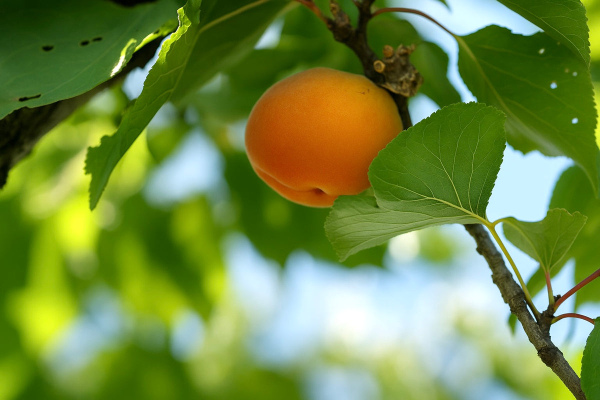A Morden 604 apricot seedling apricot on the branch