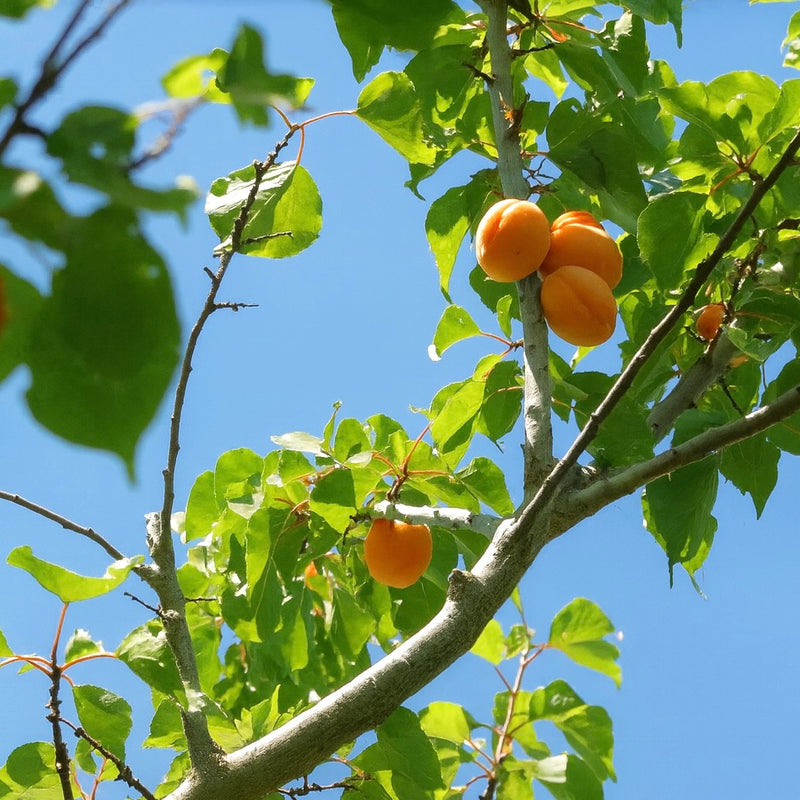 Morden 604 Apricot Seedling (Bundle of 2) | Spring 2027