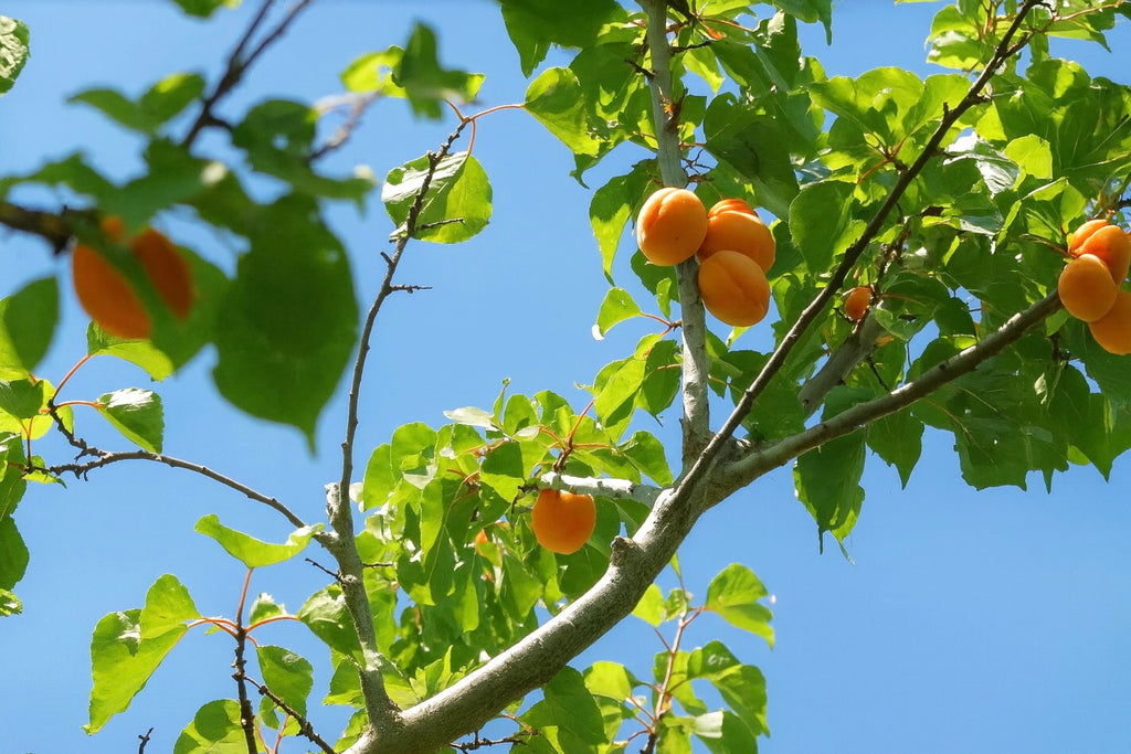 Morden 604 apricot seedling fruit ripening against a blue sky