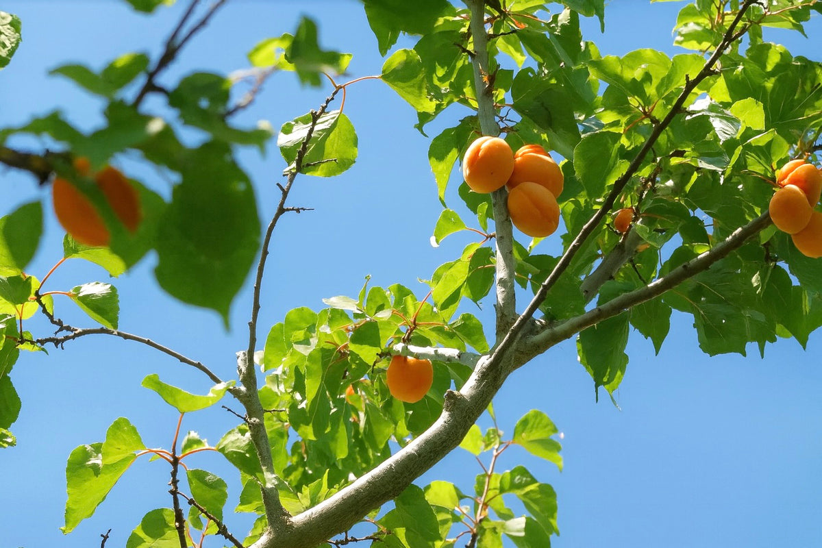 Morden 604 apricot seedling fruit ripening against a blue sky