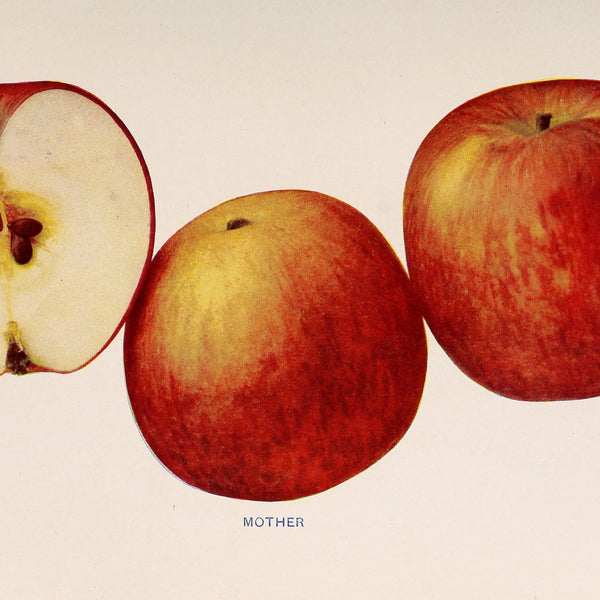 Mother apples, whole and cut, from The Apples of New York (1905)