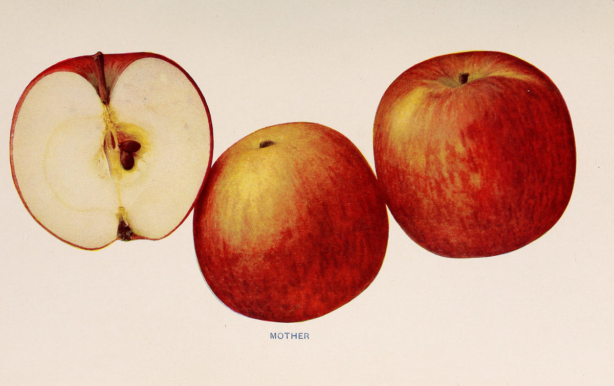 Mother apples, whole and cut, from The Apples of New York (1905)