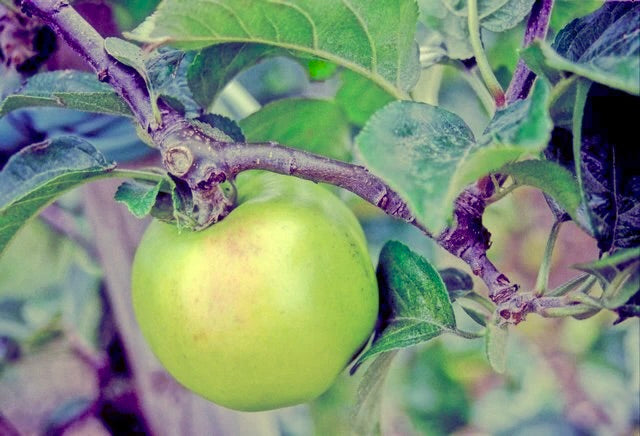 A Mother apple ripening on the tree