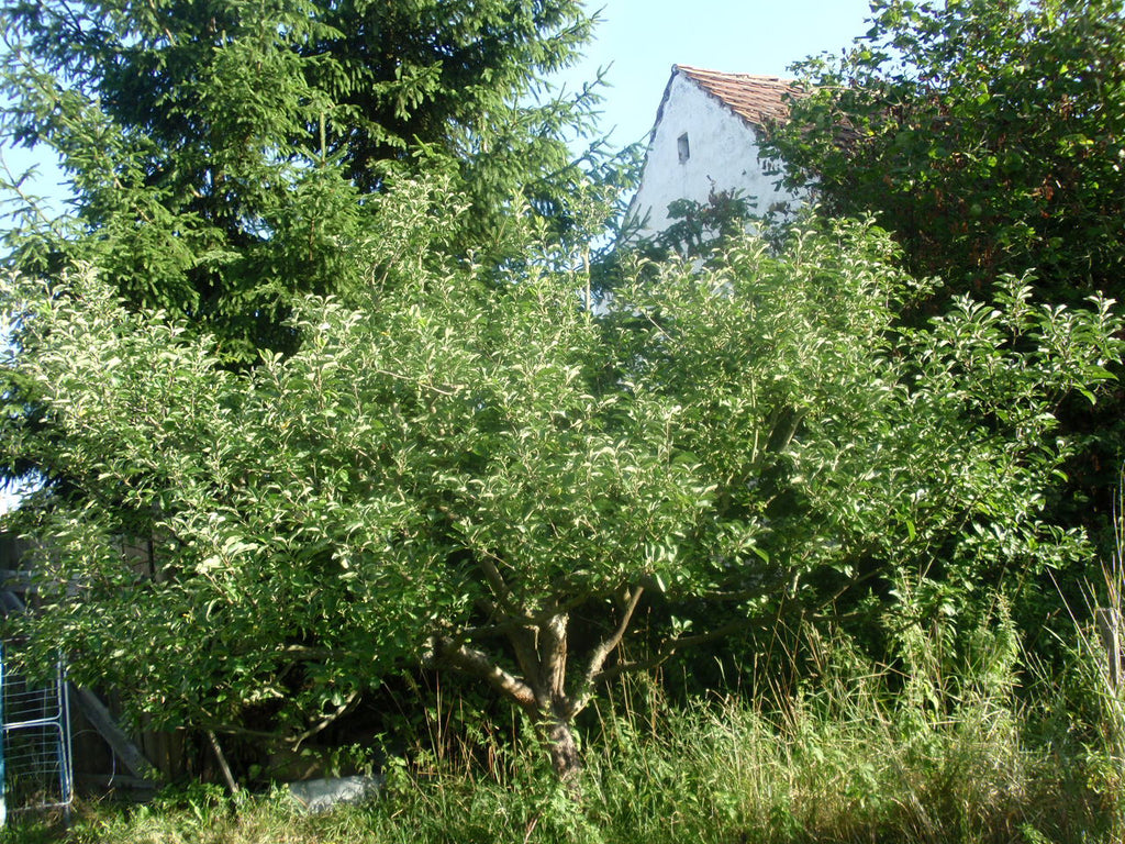 Young Mother apple tree in summer