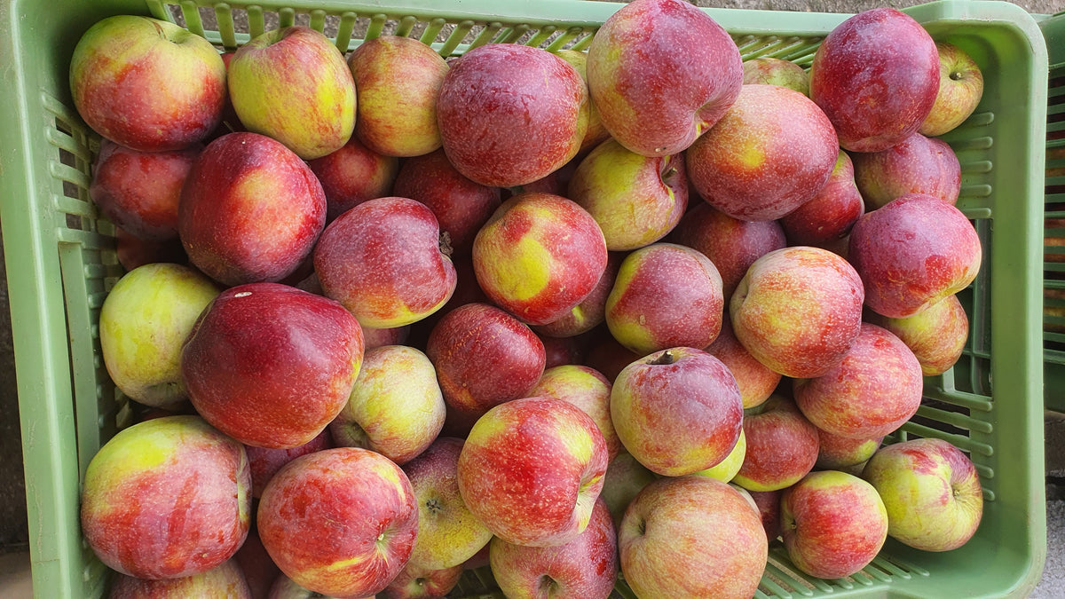 Freshly picked Mother apples, deep red over gold