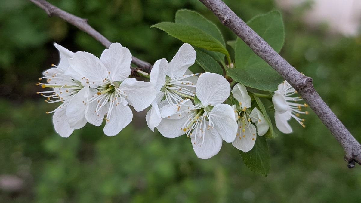 Mount Royal plum blossoms in spring