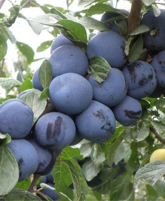 Mount Royal plums ripening on the branch