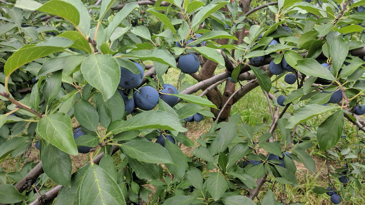 Ripe Mount Royal plums on the tree