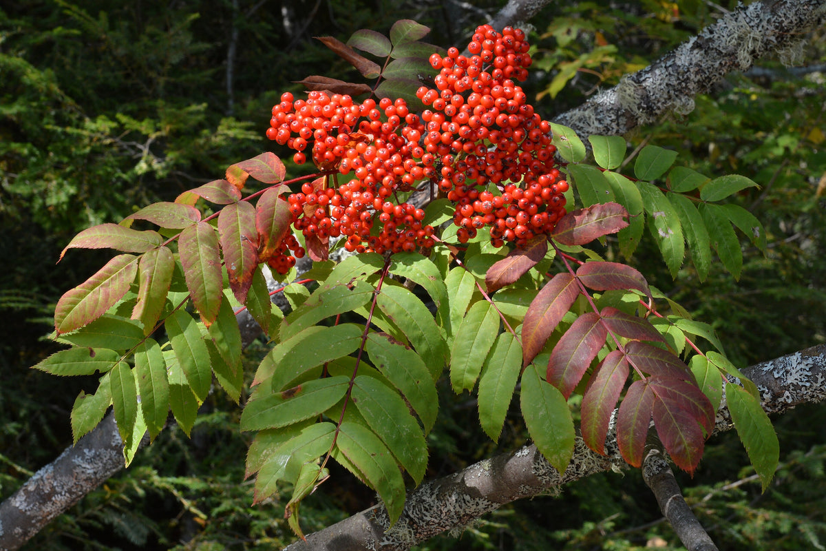 Mountain ash berries with leaves turning red in fall