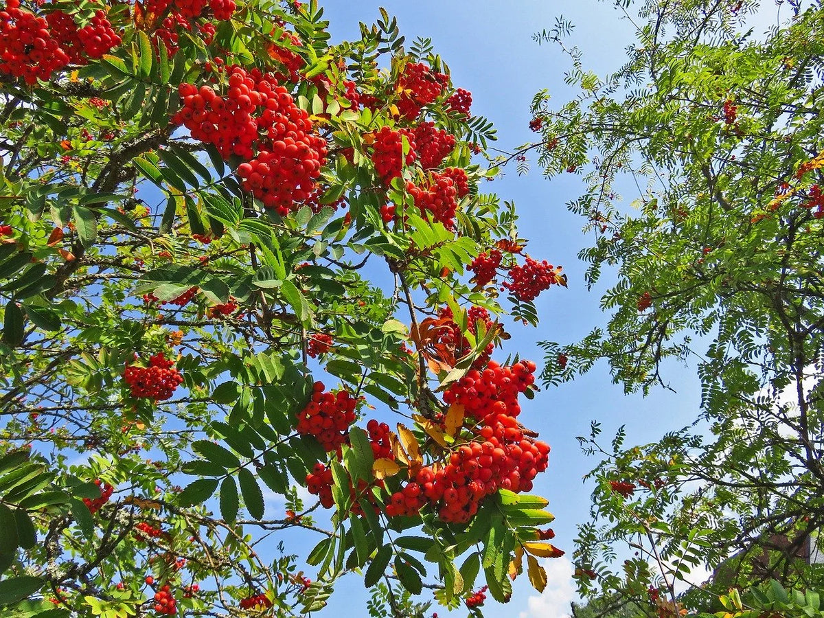 Mountain ash berries hanging in clusters on the branch
