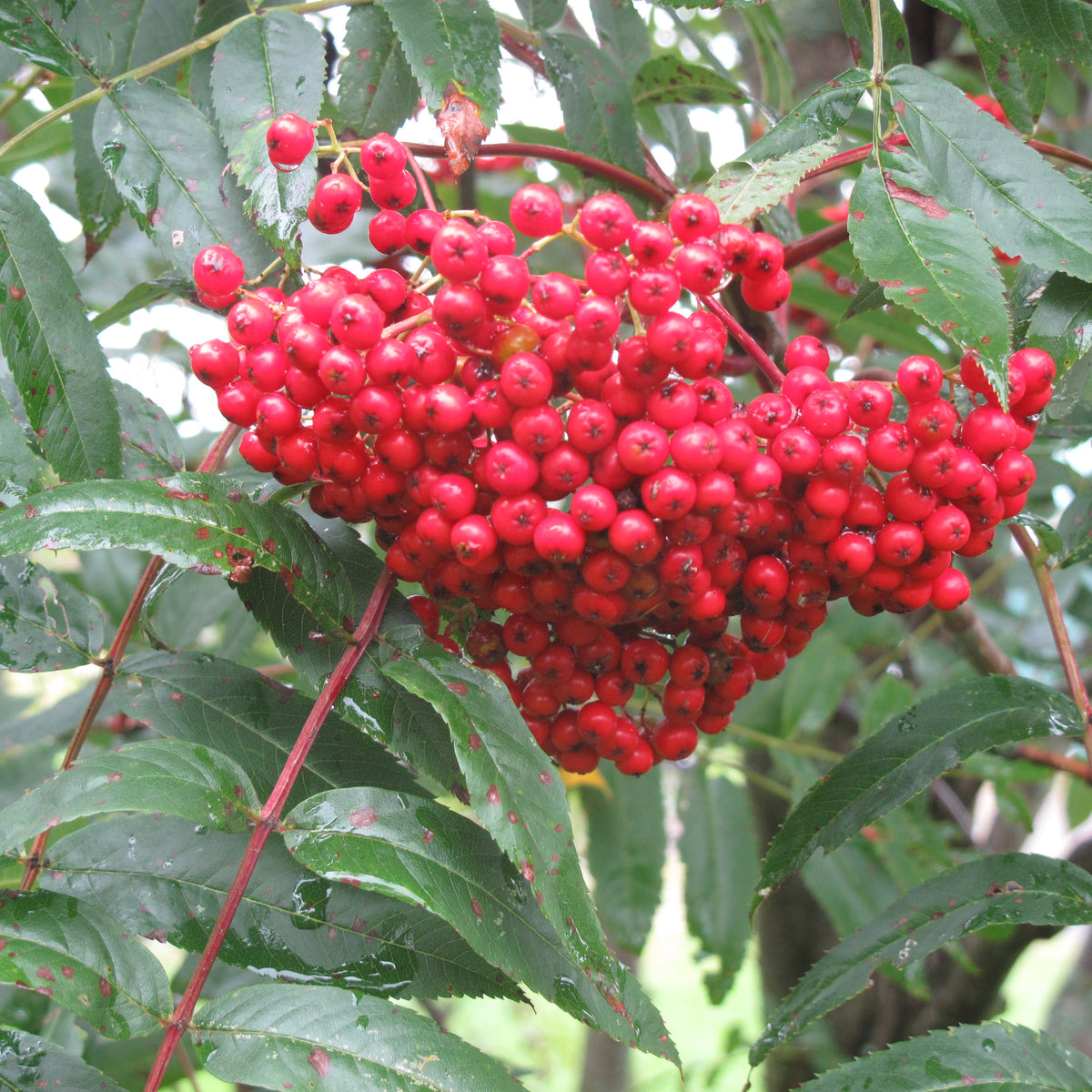 Mountain Ash Tree
