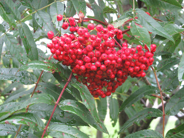 A bright red cluster of ripe mountain ash berries among the leaves