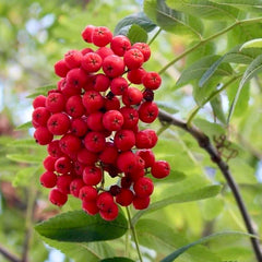 Mountain Ash Tree