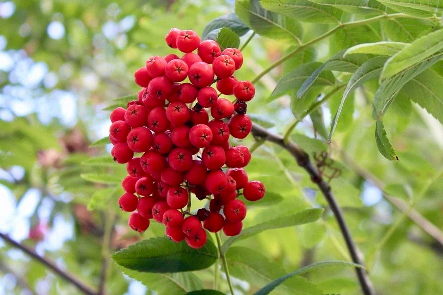 A bright red cluster of mountain ash berries