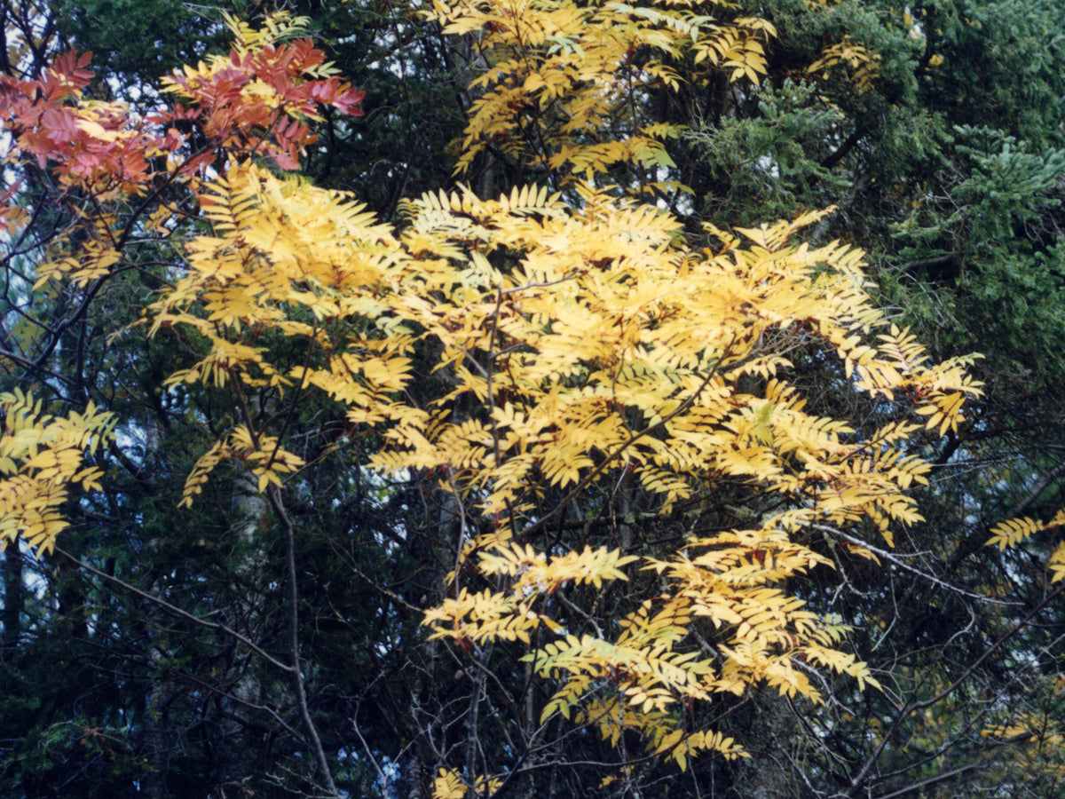 Mountain ash foliage turning gold in autumn
