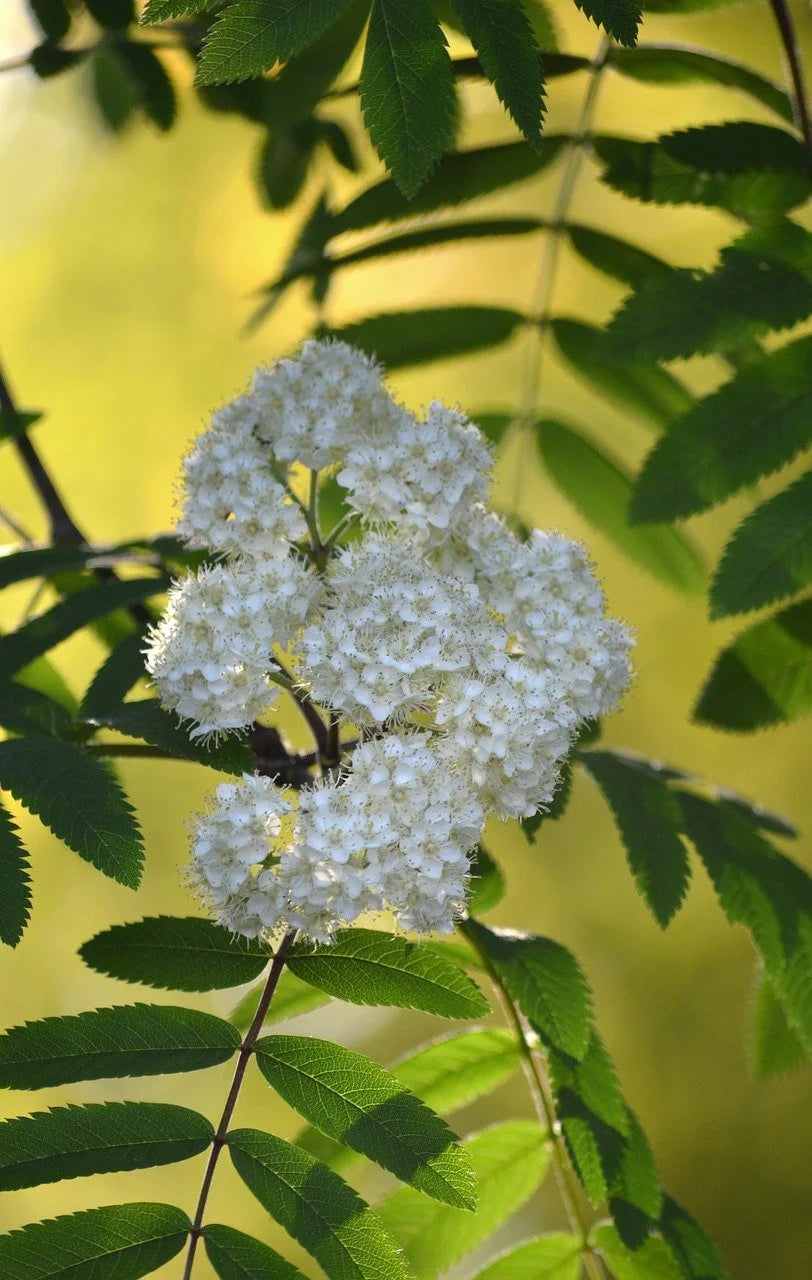 A close view of a mountain ash flower cluster