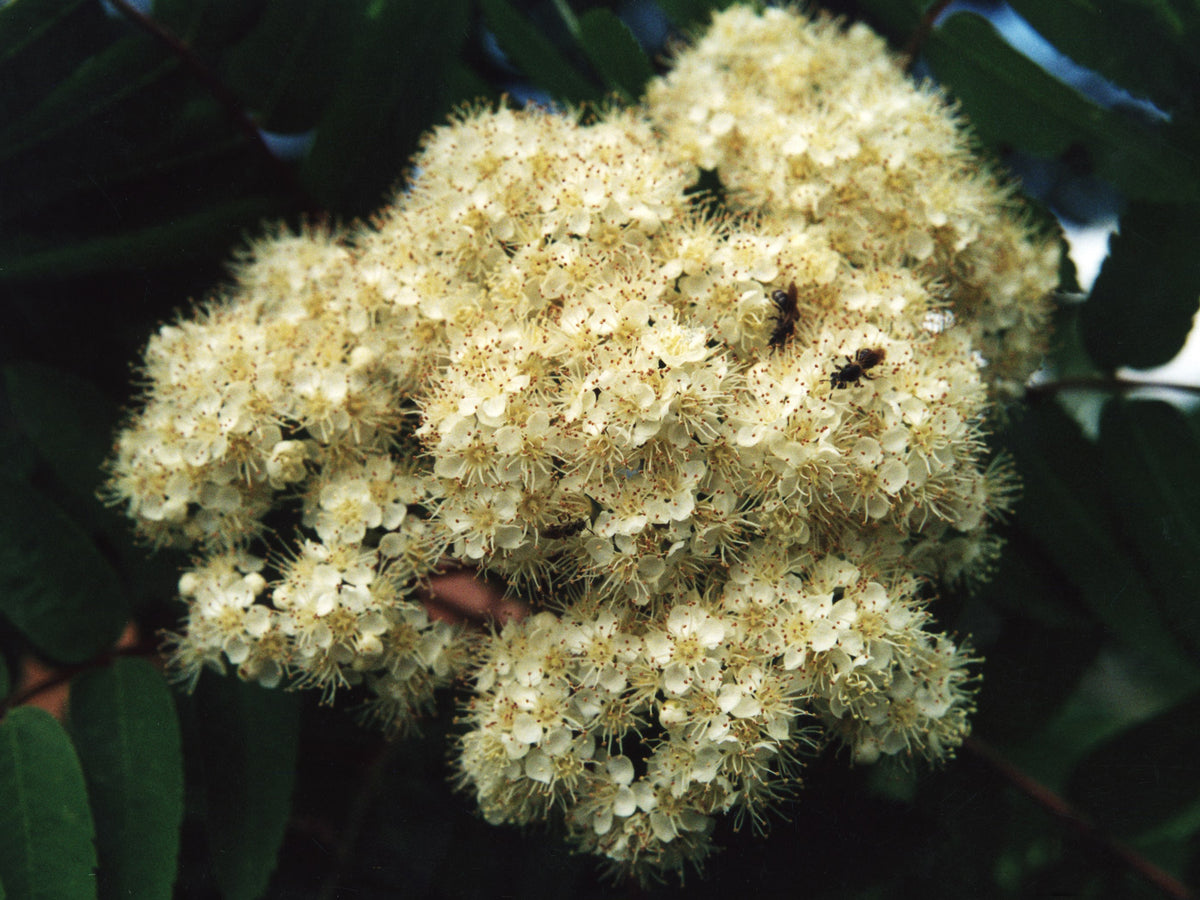 A creamy white mountain ash flower cluster in bloom