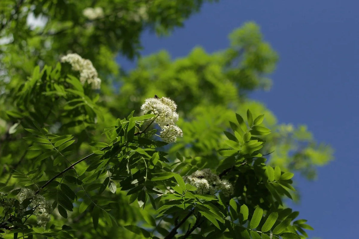 Mountain ash in bloom with clusters of white flowers