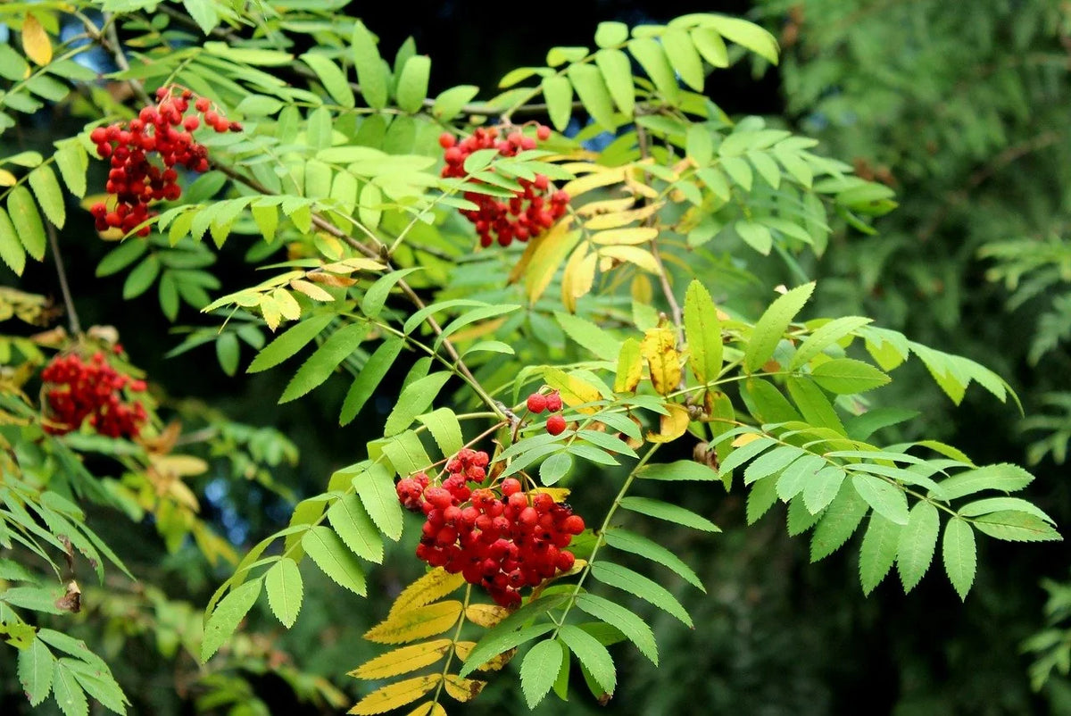 Mountain ash berries and pinnate leaves