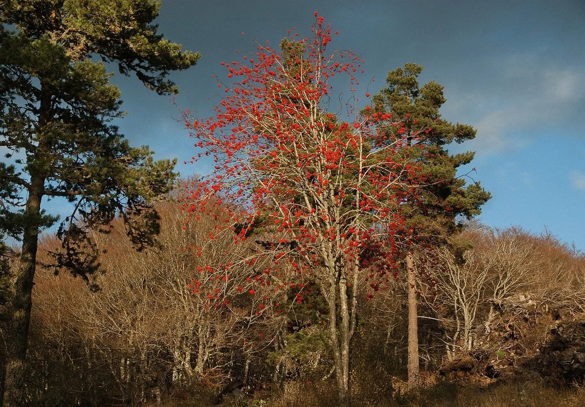 A mountain ash tree in fall color
