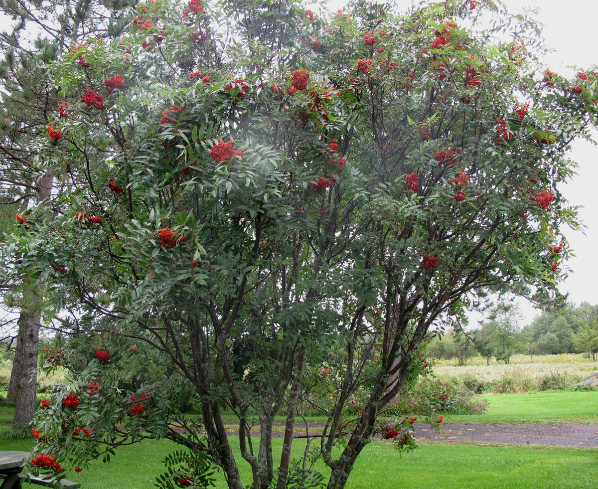 A whole mountain ash tree hung with red berry clusters