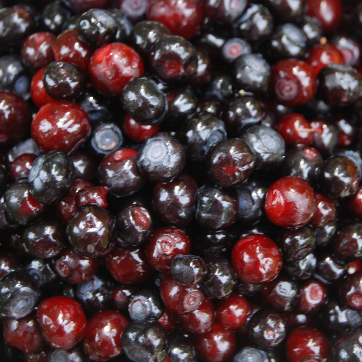 Huckleberry (Bundle of 3) | Spring 2027