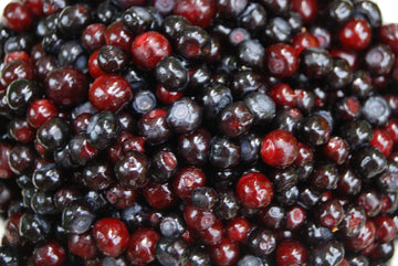 A heap of freshly picked mountain huckleberries