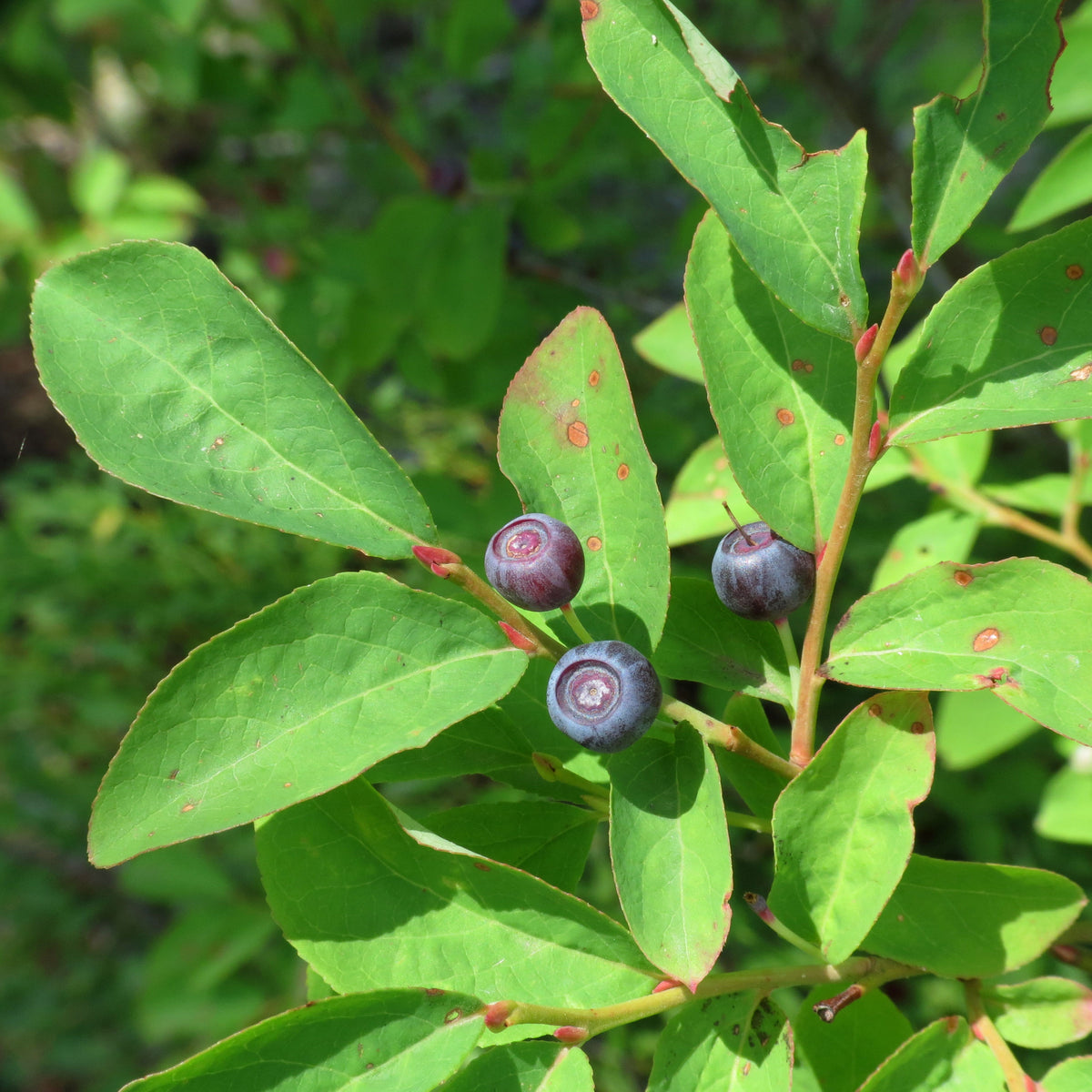 Ripe huckleberries hanging on the bush among green leaves