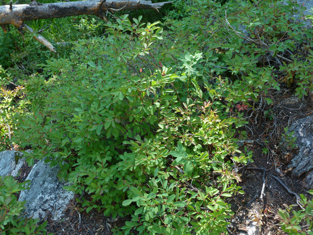 Mountain huckleberry bushes growing wild on a forest slope