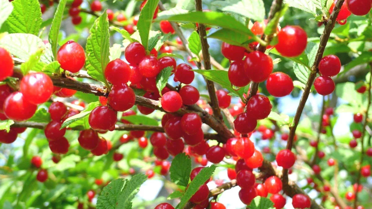 Red Nanking cherries ripening along the branches