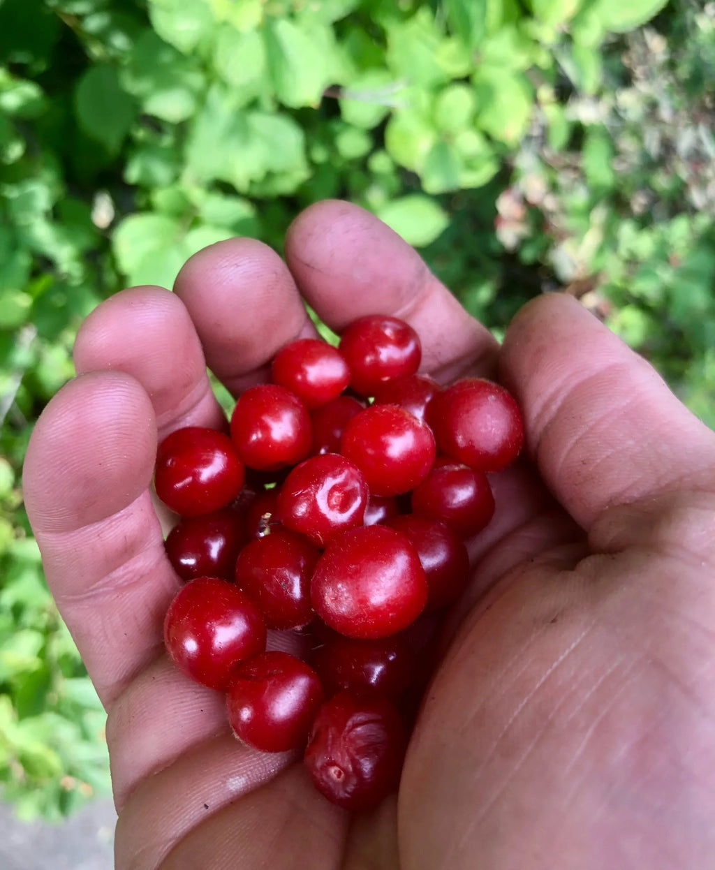A handful of freshly picked Nanking cherries