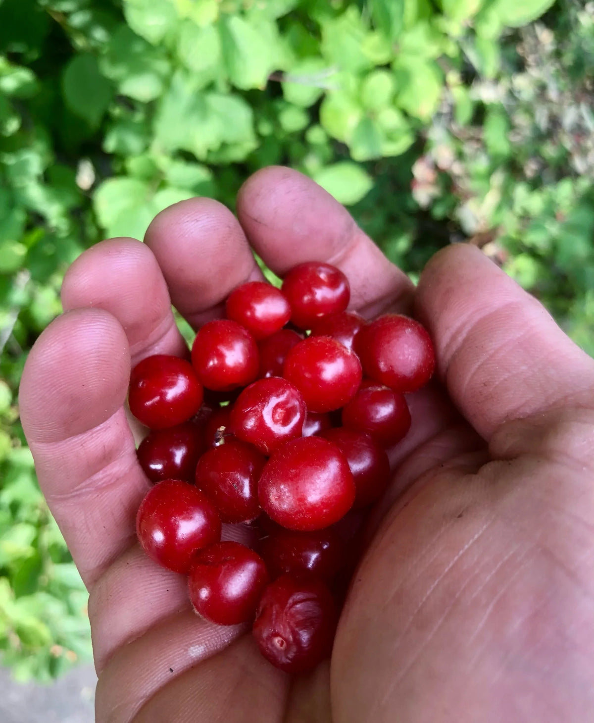 A handful of freshly picked Nanking cherries