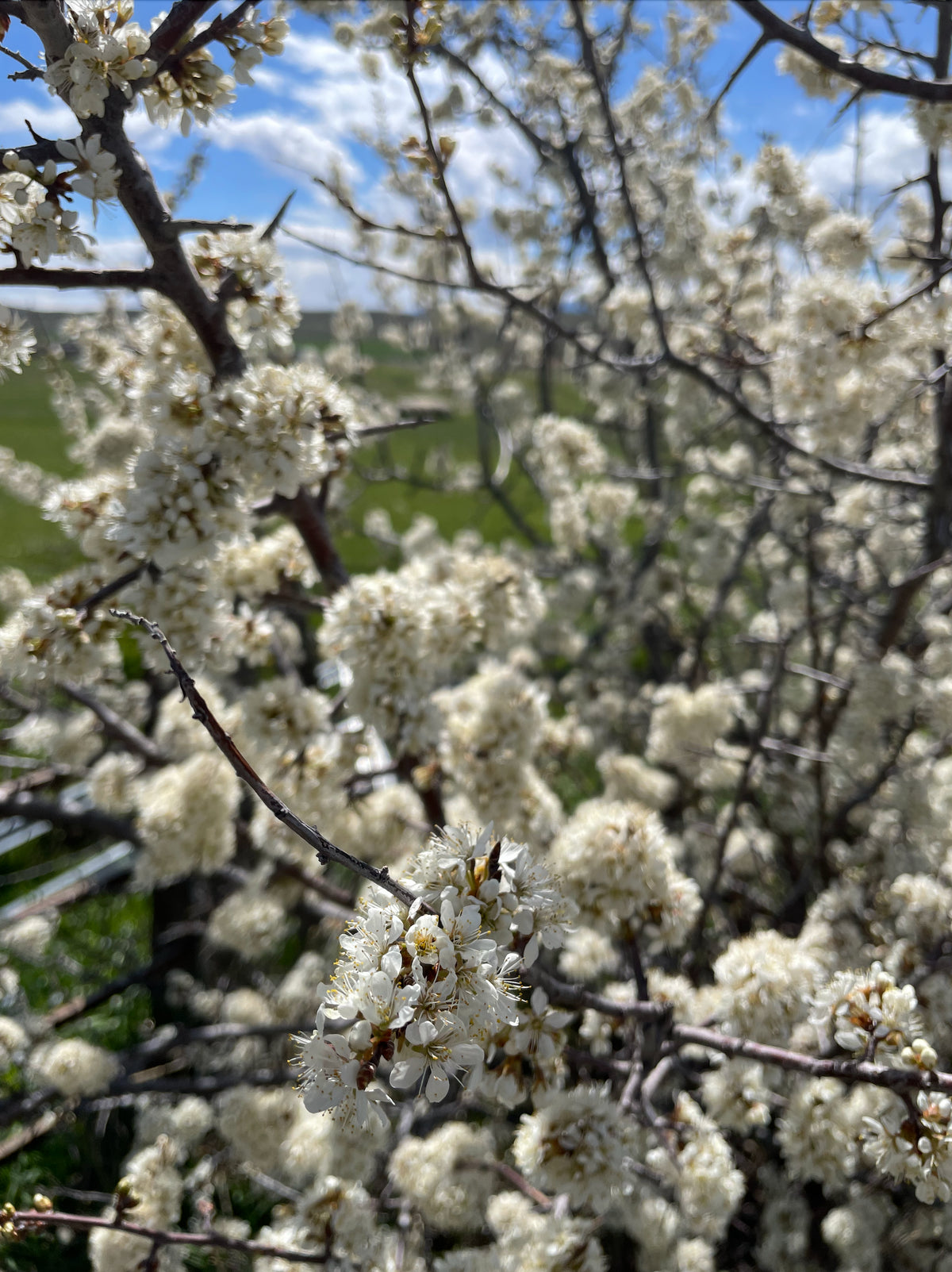 A close view of American plum blossoms