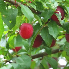 Native American Plum (Bundle of 3)
