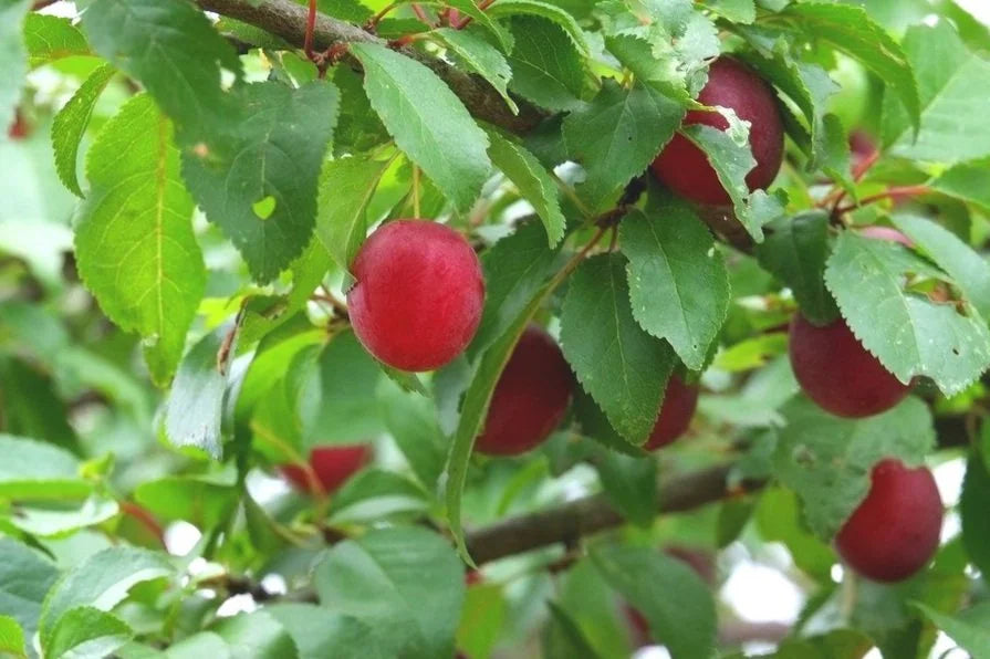 Ripe red American plums on the branch