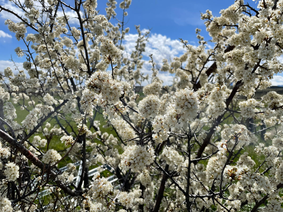 An American plum thicket covered in white bloom
