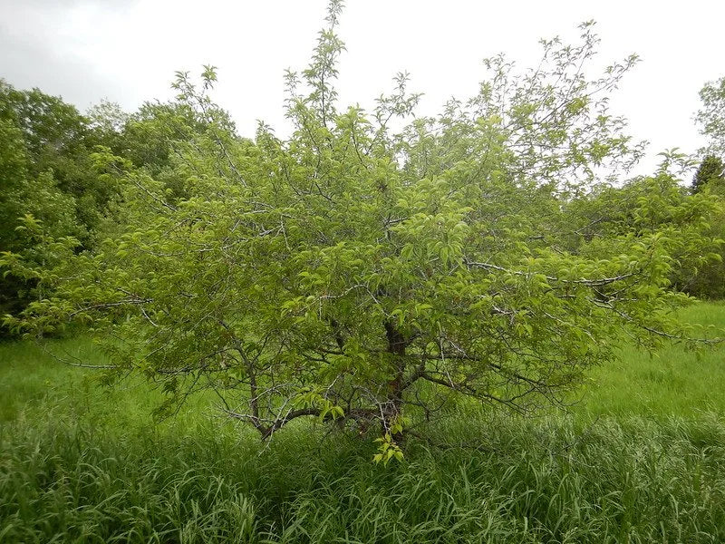 An American plum thicket in summer leaf