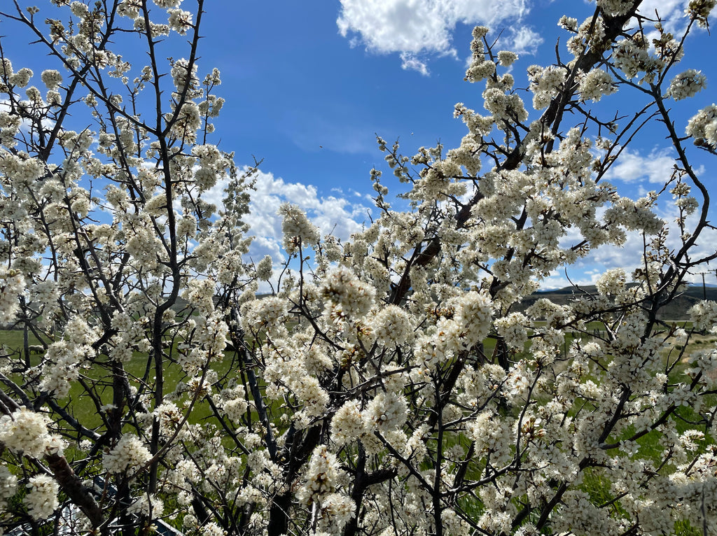 An American plum tree in full bloom against a blue sky