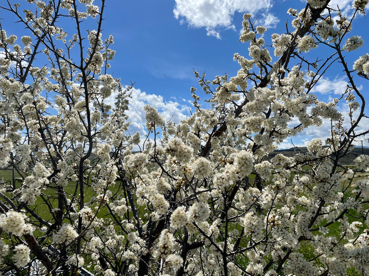 An American plum tree in full bloom against a blue sky