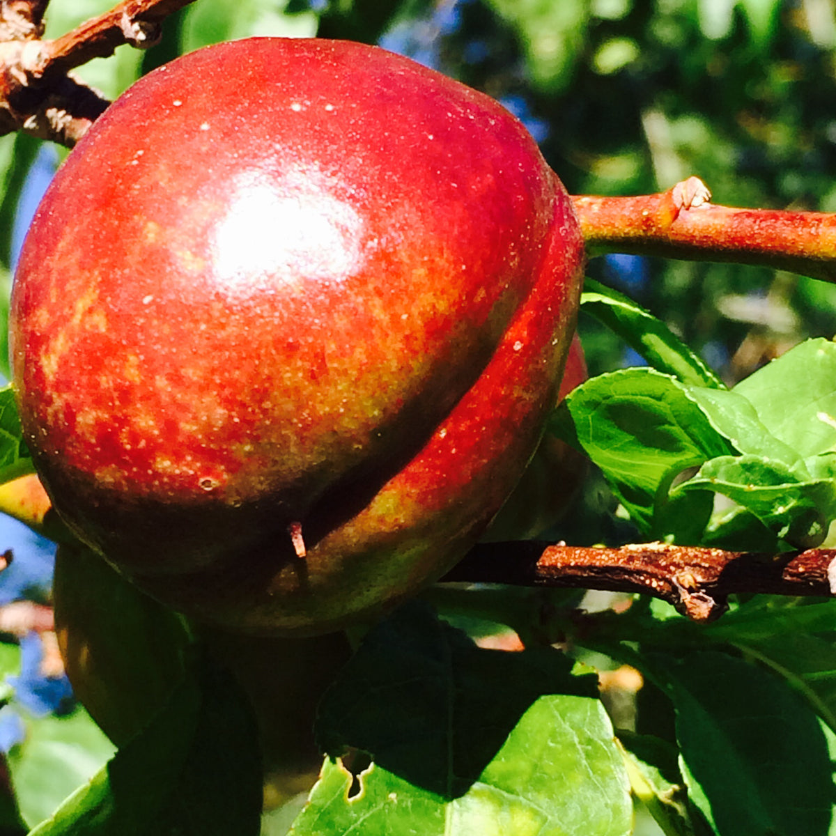 Mericrest Nectarine (Spring 2027)