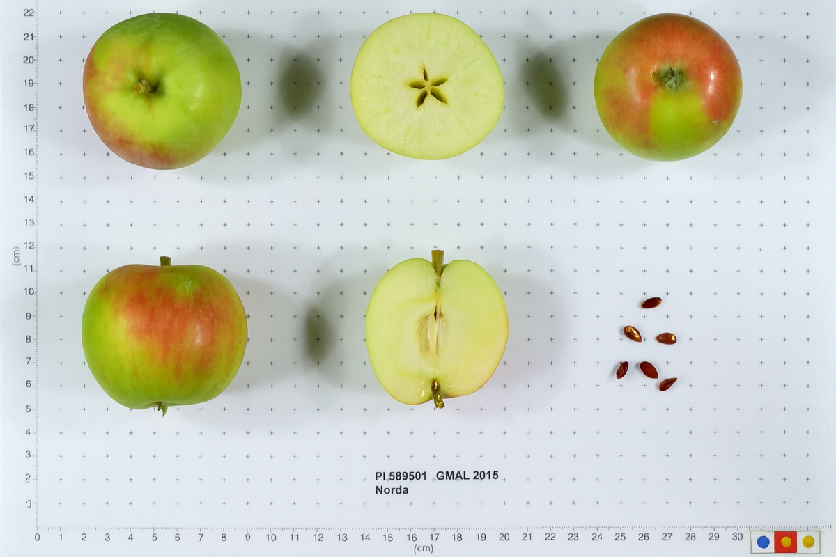 Norda apples shown whole and cut beside a size scale