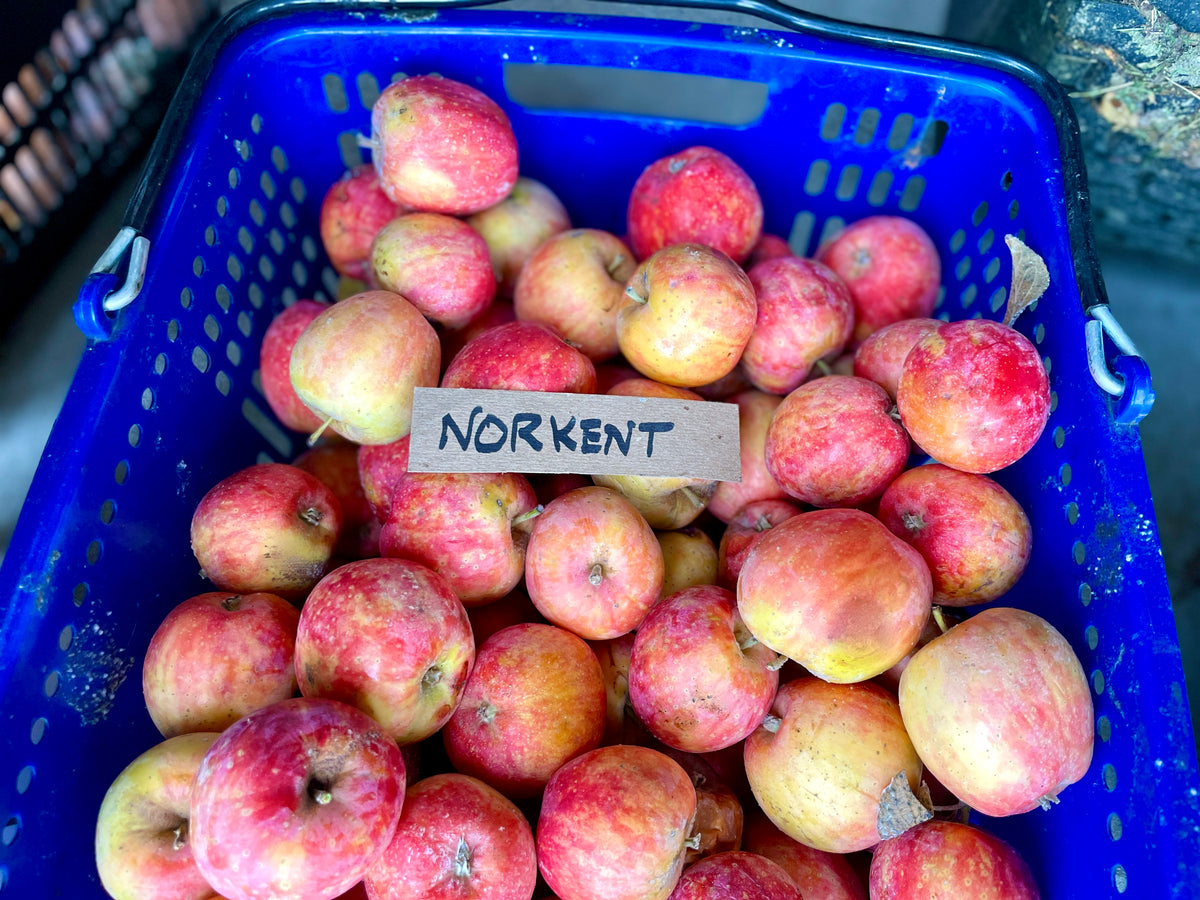 A labeled crate of freshly picked Norkent apples