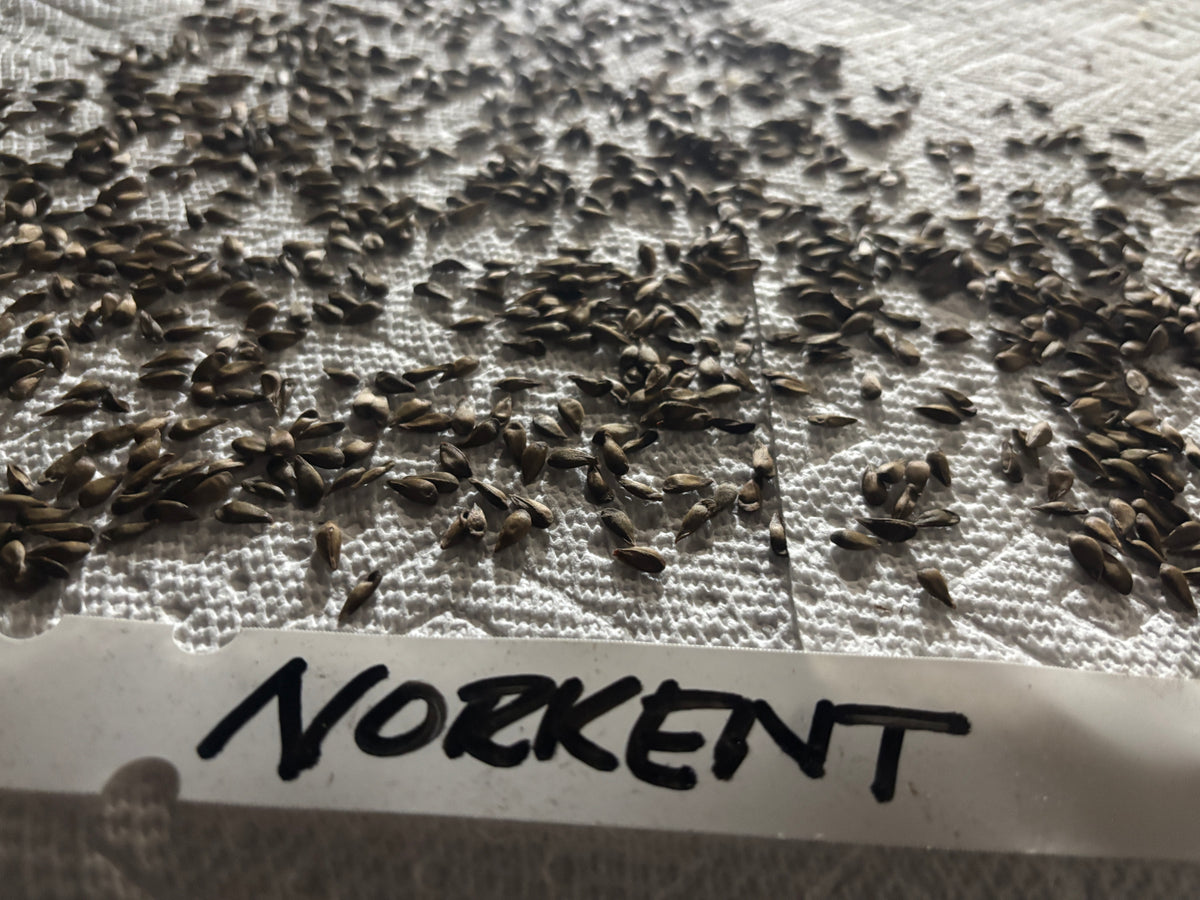 Norkent apple seeds ready for stratification